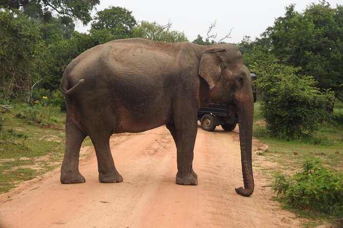 Yala National Park Special Leopard Safari Tour - Who will get the most from this safari
