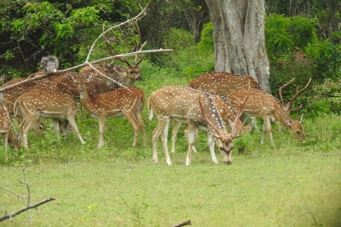 Yala National Park Special Leopard Safari Tour - Booking, cancellation, and small practical checks