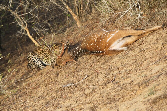 Yala National Park Special Leopard Safari Tour - Tracking leopards without false promises