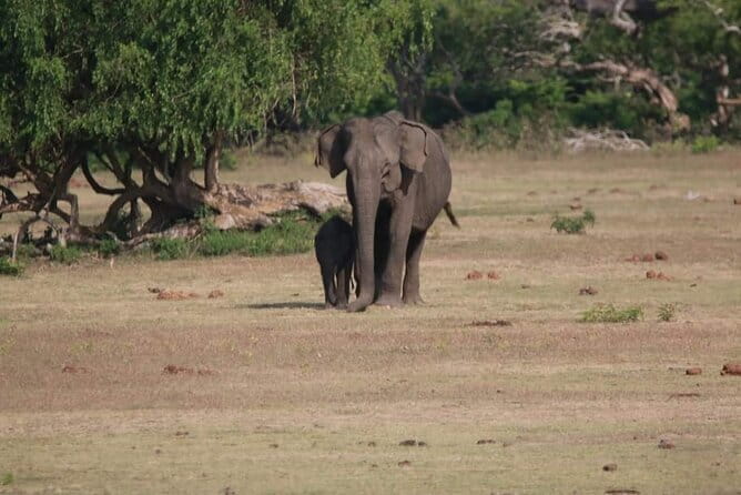 Yala National Park Tour From Hambantota Port - From Hambantota Port to Yala’s wildlife tracks