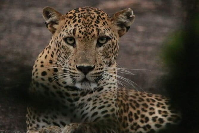 Yala National Park Tour From Hambantota Port - Searching for Yala’s Sri Lankan leopard