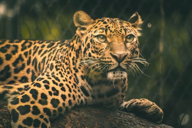 Yala National Park Tour From Hambantota Port - What the $47 price really covers