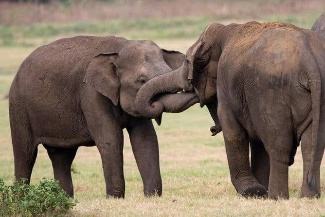 Yala National Park Tour From Hambantota Port - Who will get the most from this Yala safari?