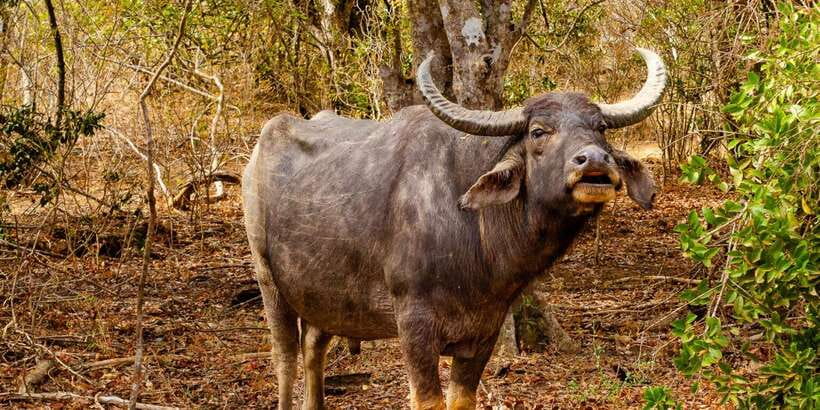 Yala National Park Wildlife safari from Mirissa - Should you book the Yala safari from Mirissa?