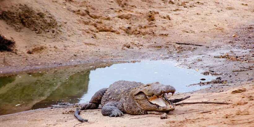 Yala National Park Wildlife safari from Mirissa - The animals you may see at Yala