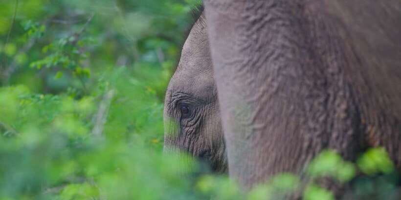 Yala National Park Wildlife safari from Mirissa - A local restaurant stop, with lunch paid separately