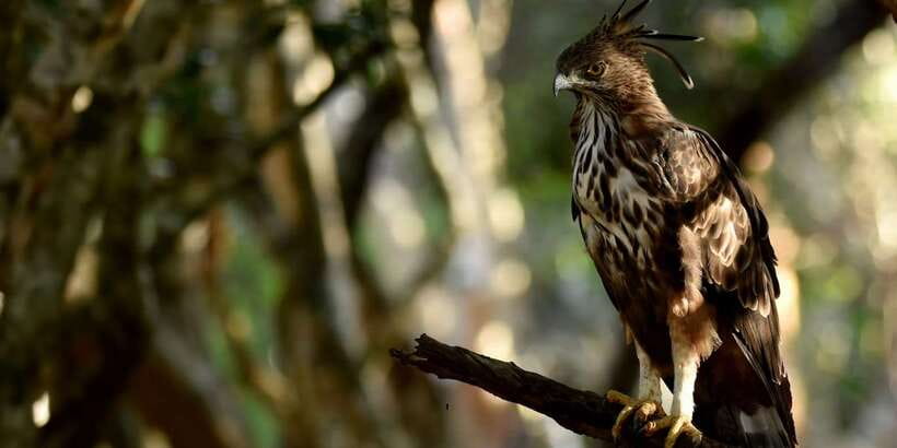 Yala National Park Wildlife safari from Mirissa - What $120 really buys you