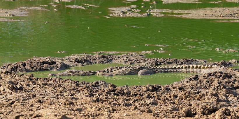Yala National Park Wildlife safari from Mirissa - How to make the most of a short safari