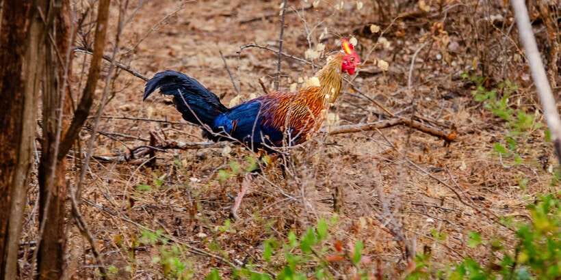Yala National Park Wildlife safari from Mirissa - Who will get the most from this tour?