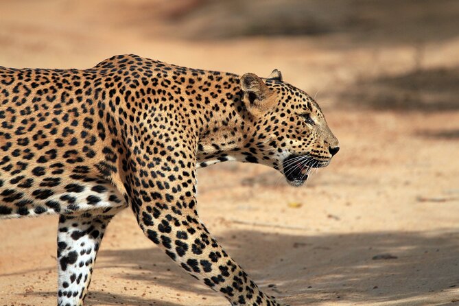 Yala National Park Wildlife Safari/ Game Drive - by Ajith Safari - Choosing between four hours, seven hours, and a full day