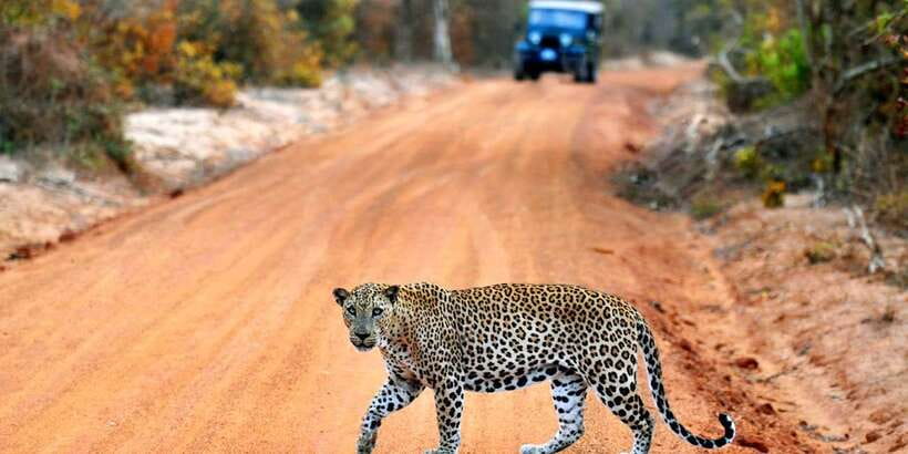 Yala: Private Safari Day Trip with Lunch & Entry Fees - Key points at a glance