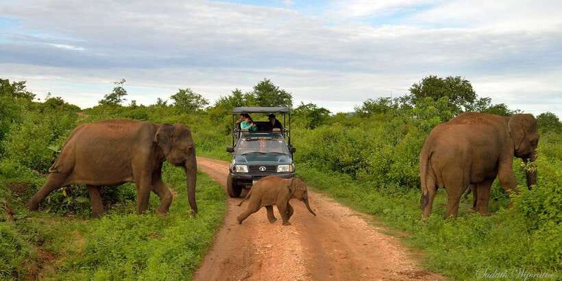 Yala: Private Safari Day Trip with Lunch & Entry Fees - Why this Yala safari works best as a private day