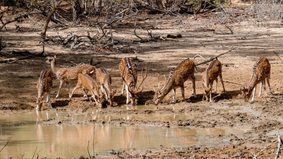 Yala: Private Safari Day Trip with Lunch & Entry Fees - Lunch after the game drive