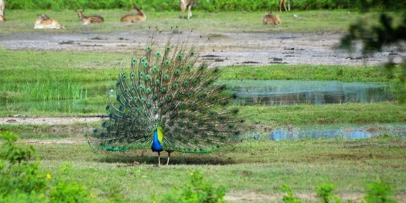 Yala: Private Safari Day Trip with Lunch & Entry Fees - Should you book this Yala safari?