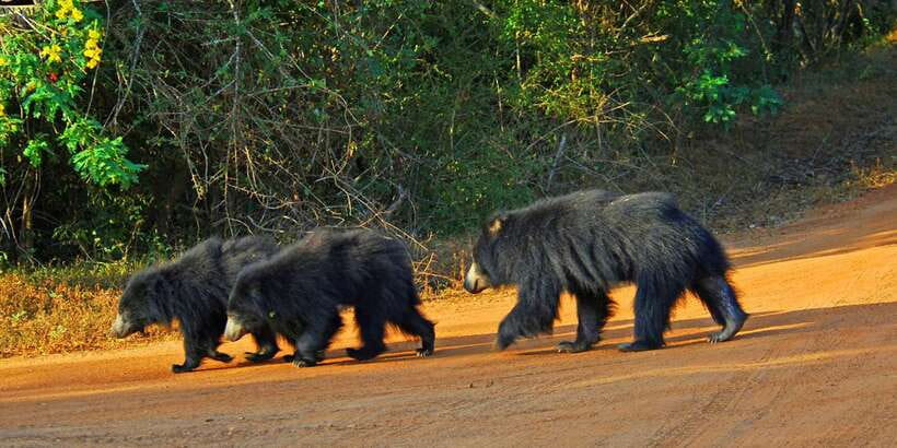 Yala: Private Safari Day Trip with Lunch & Entry Fees - The early pickup and transfer to Yala