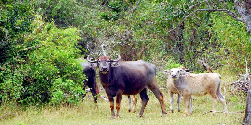Yala Private Safari: Half-Day or Full-Day with Picnic Lunch - Pickup from five useful bases