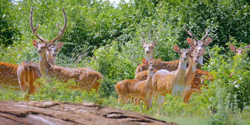 Yala Private Safari: Half-Day or Full-Day with Picnic Lunch - The real price, including the park fee