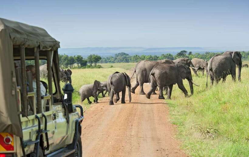 Yala Safari : 7 hour & 12 hour Tours - Inside the Park: Search, Patience, and Shared Roads