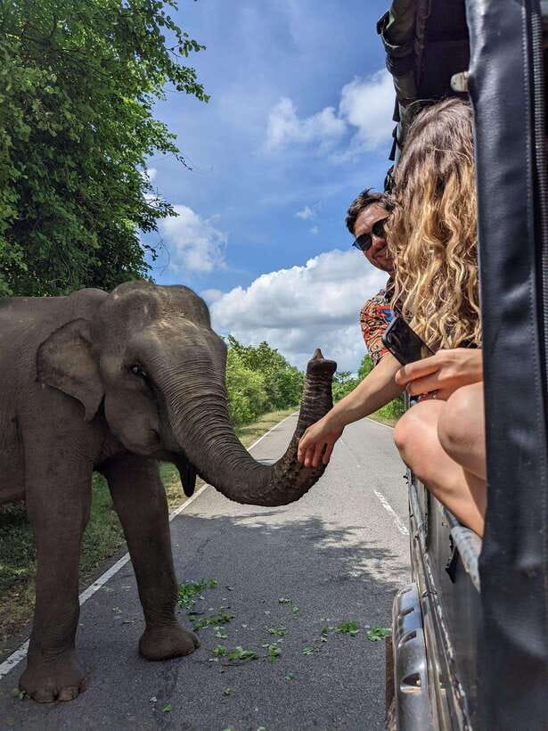 Yala Safari : 7 hour & 12 hour Tours - How Much the Guide Adds