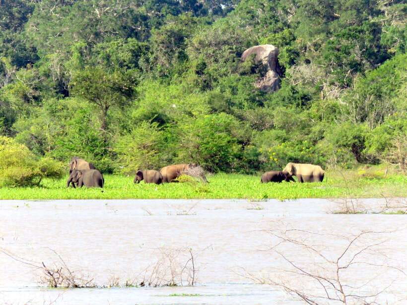Yala Safari : 7 hour & 12 hour Tours - What the $19 Price Really Covers