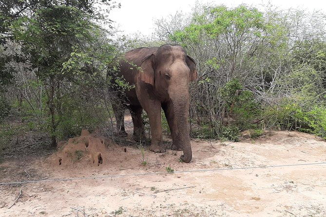 Yala Safari by Yala Safari Wonders - Leopards, Birds, and the Skill of Seeing Small Things