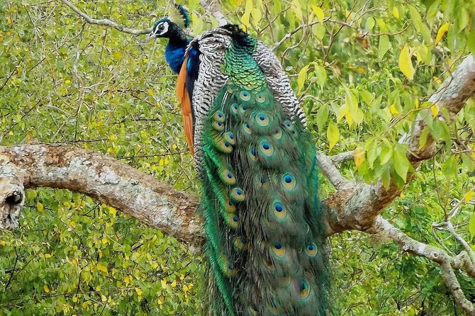 Yala Safari by Yala Safari Wonders - What the $48 Price Really Covers