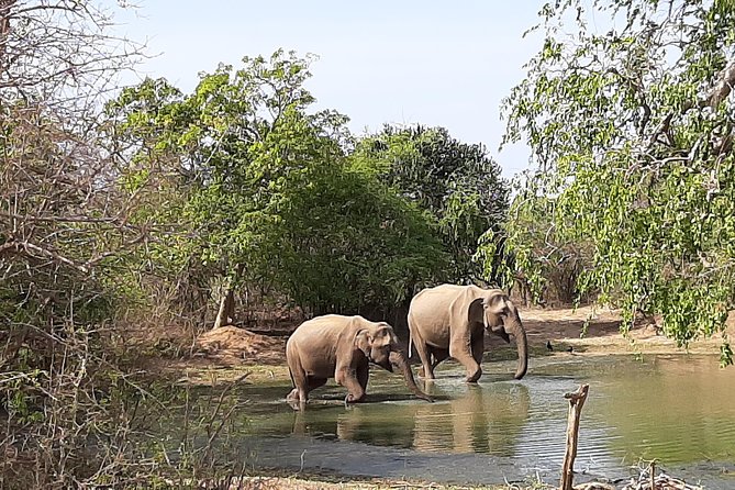 Yala Safari by Yala Safari Wonders - The Main Drawbacks to Keep in Mind