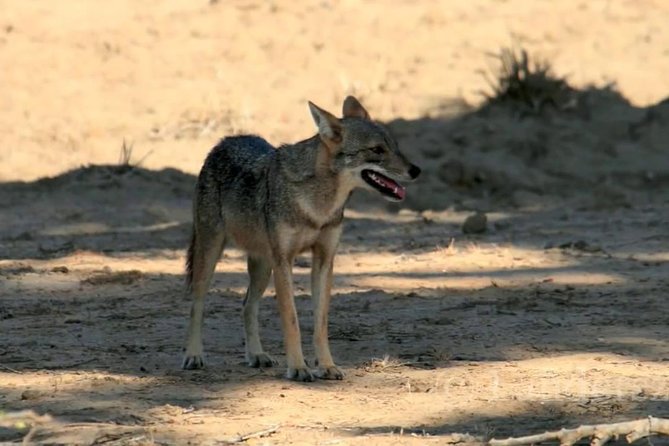 Yala Safari by Yala Safari Wonders - Who Will Get the Most From This Safari