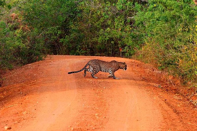 Yala Safari Day Trip from Bentota/ Kalutara/ Ahungalla/ Hikkaduwa - Key points at a glance