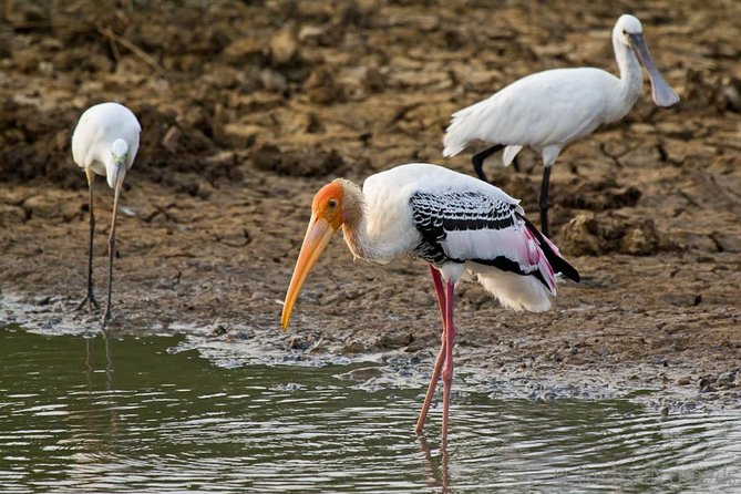 Yala Safari Day Trip from Bentota/ Kalutara/ Ahungalla/ Hikkaduwa - The four-hour jeep safari is the heart of the outing