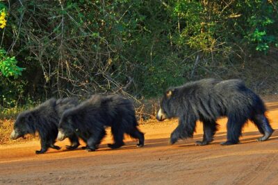 Yala Safari Day Trip from Bentota/ Kalutara/ Ahungalla/ Hikkaduwa