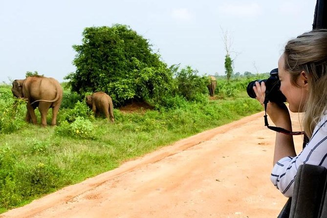 Yala Safari Day Trip from Bentota/ Kalutara/ Ahungalla/ Hikkaduwa - Leopards are possible, but Yala is not a wildlife vending machine