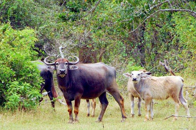 Yala Safari Day Trip from Bentota/ Kalutara/ Ahungalla/ Hikkaduwa - Lunch and water make the long day easier