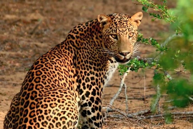 Yala Safari Day Trip from Bentota/ Kalutara/ Ahungalla/ Hikkaduwa - What the best and weakest parts tell you