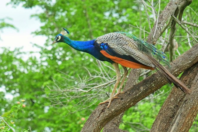 Yala Safari Drive From Galle, Weligama, Mirissa & Dickwella - Key points to know before you book