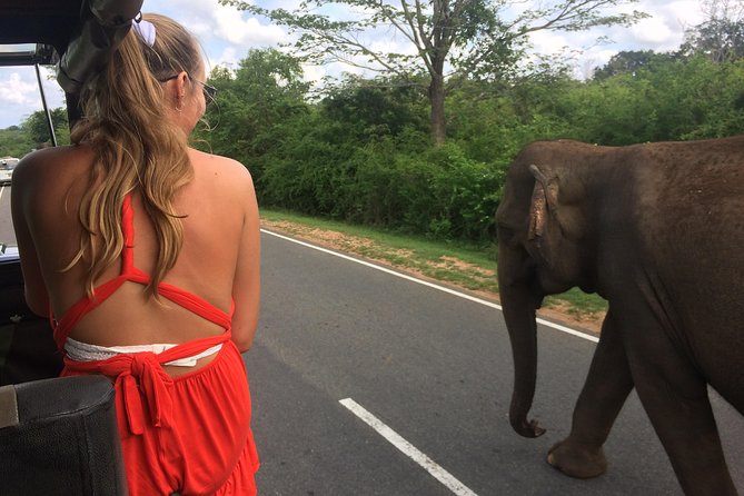 Yala Safari Drive From Galle, Weligama, Mirissa & Dickwella - Why an early start matters at Yala