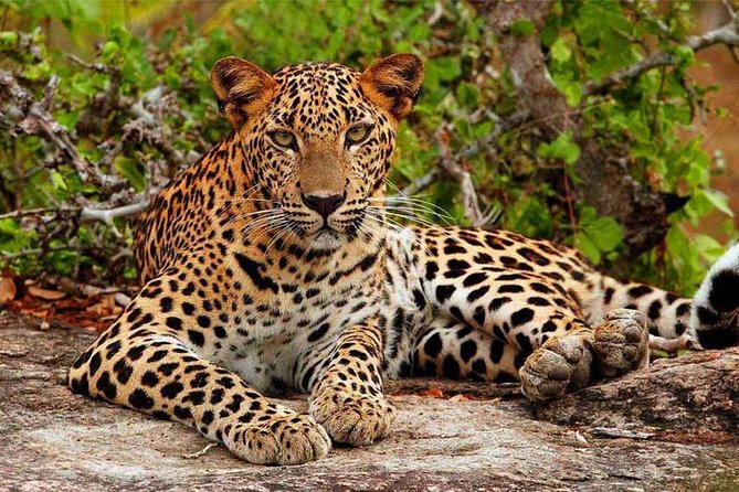 Yala Safari Drive From Galle, Weligama, Mirissa & Dickwella - The role of the driver and trekker
