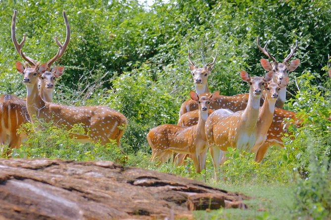 Yala Safari Drive From Galle, Weligama, Mirissa & Dickwella - Private does not mean empty roads