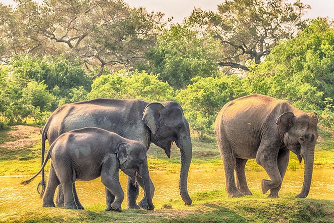 Yala Safari from Hambantota Port by BTM - Private & All Inclusive - Four hours inside Yala Park