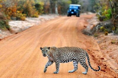 Yala Safari from Hambantota Port by BTM – Private & All Inclusive