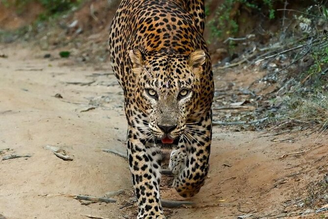 Yala Safari Half Day Tour - Key points at a glance