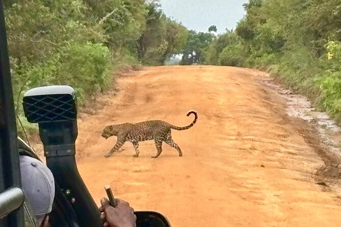 Yala Safari Half Day Tour - Meeting in Tissamaharama and arranging pickup