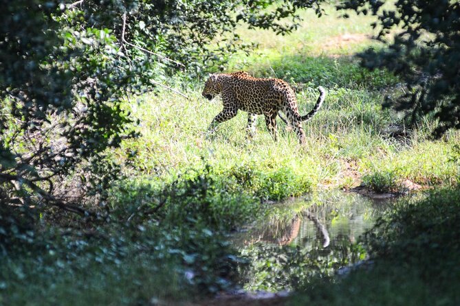 Yala Safari Half Day Tour - Who will get the most from this tour