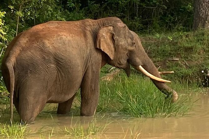 Yala Safari Half Day Tour - Morning safari from 5:00 AM to noon