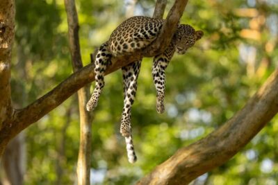 Yala Safari: High-Luxury PRIVATE Tours with Entry Tickets