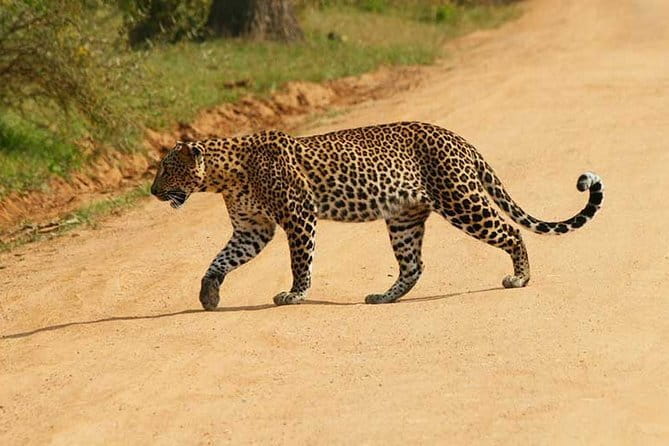 Yala Safari Private Day Tour From Kaluthara/Beruwala/Bentota/Kosgoda/Ahungalla - Yala from the southwest coast: a serious wildlife day