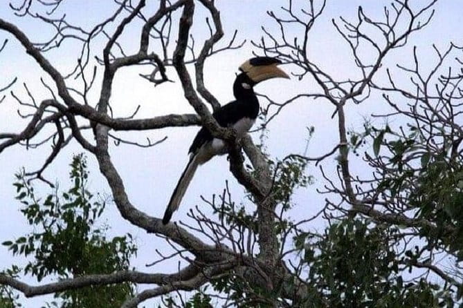 Yala Safari Private Day Tour From Kaluthara/Beruwala/Bentota/Kosgoda/Ahungalla - From your hotel to the park