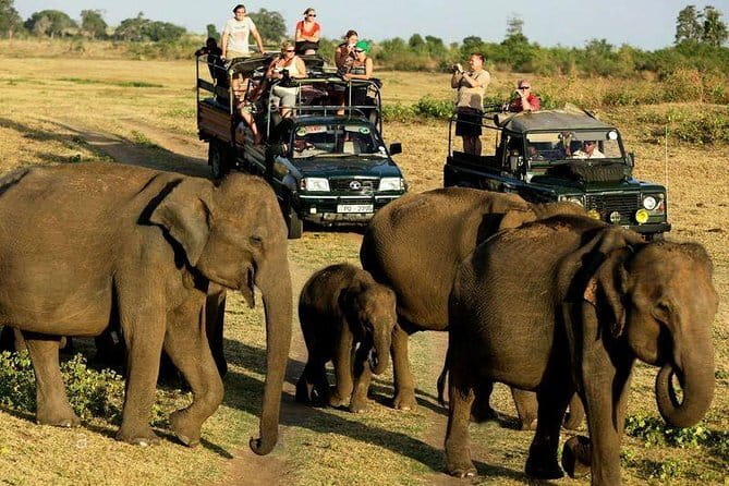 Yala Safari Private Day Tour From Kaluthara/Beruwala/Bentota/Kosgoda/Ahungalla - Communication, drivers, and optional languages