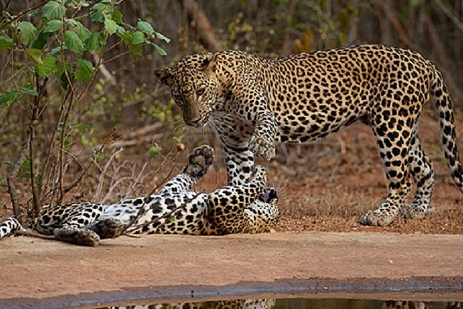 Yala Safari Private Day Tour Kaluthara/Beruwala/Bentota/Kosgoda/Ahungalla - Key points to know before booking