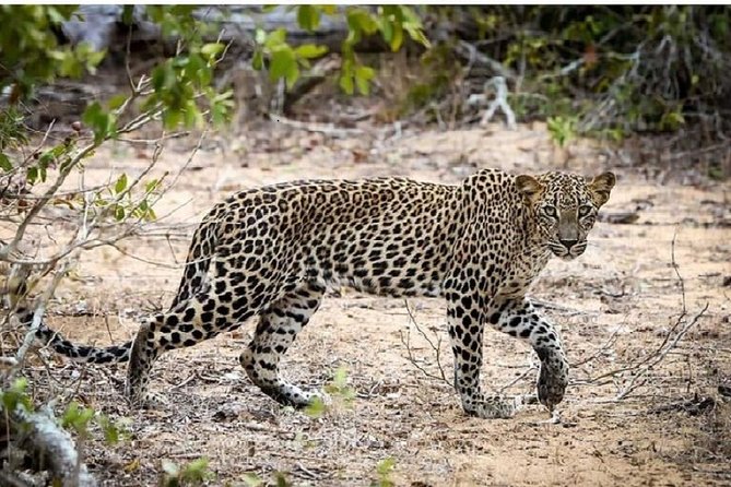 Yala Safari Private Day Tour Kaluthara/Beruwala/Bentota/Kosgoda/Ahungalla - The journey from your hotel to the park